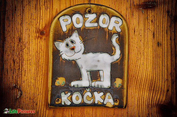 Beware of the cat!
