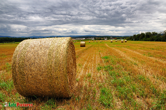 A corn field on the way to České Budějovice