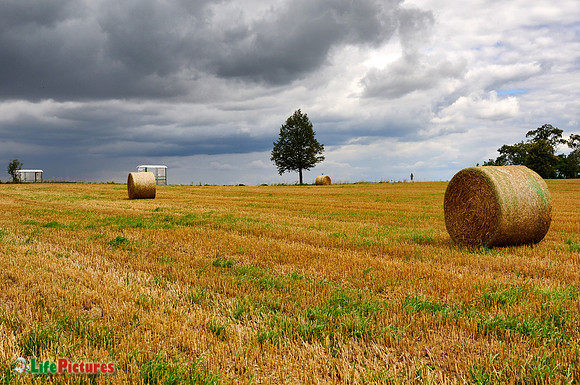 Black sky and yellow field
