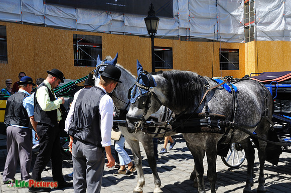 Men and horses