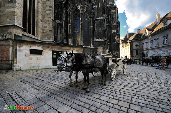Vienna, horses in Stephansplatz