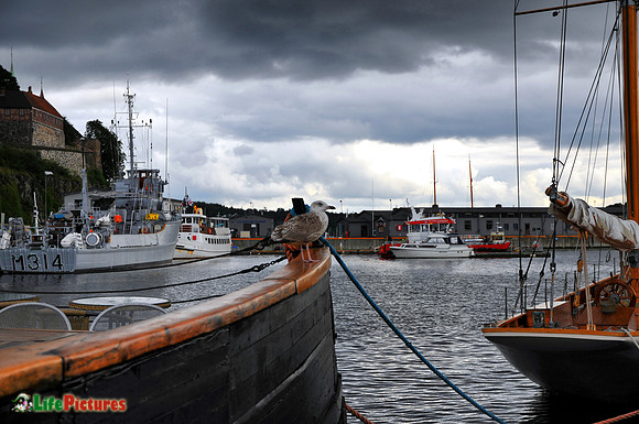 Oslo, seagull at the harbour