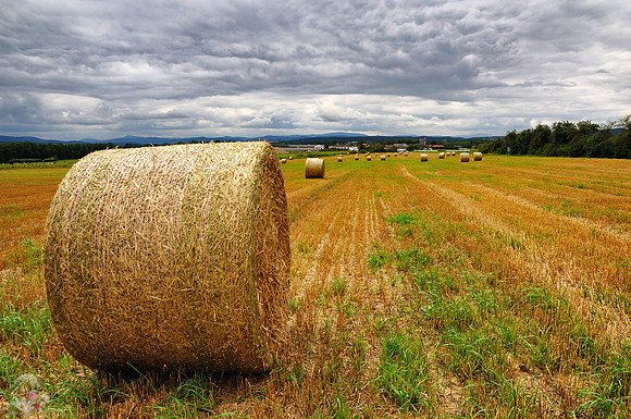 A corn field on the way to České Budějovice