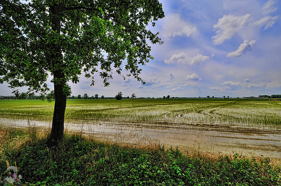 Casarile