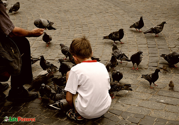 Pigeons