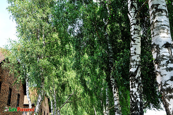 Silver birches