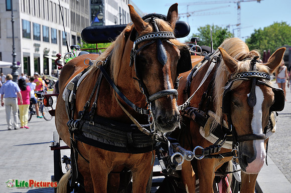 Poor horses!