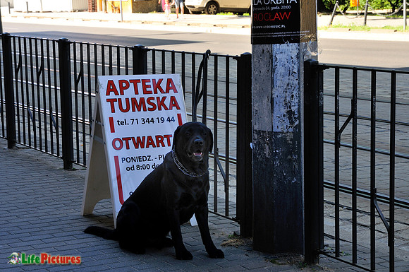 Waiting for my human friend