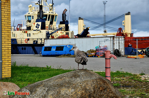 Skagen