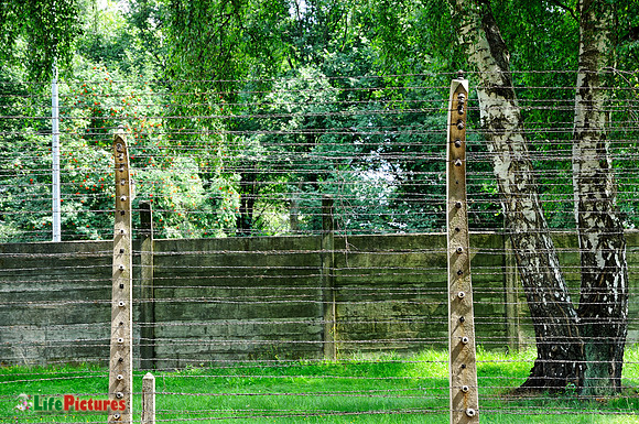 Birches and barbed wire