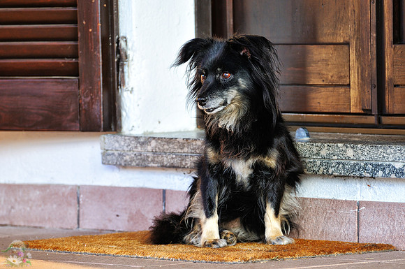 Iuli