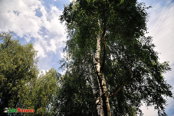Silver birches at Auschwitz