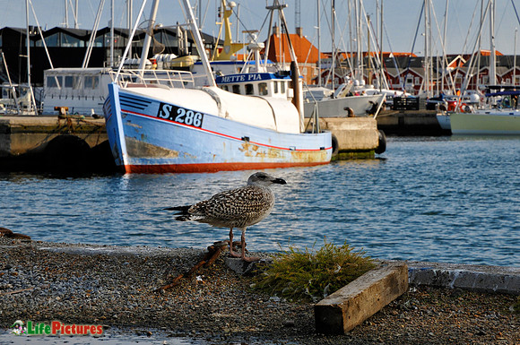 Skagen