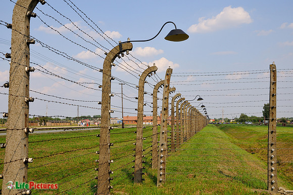 Barbed wire