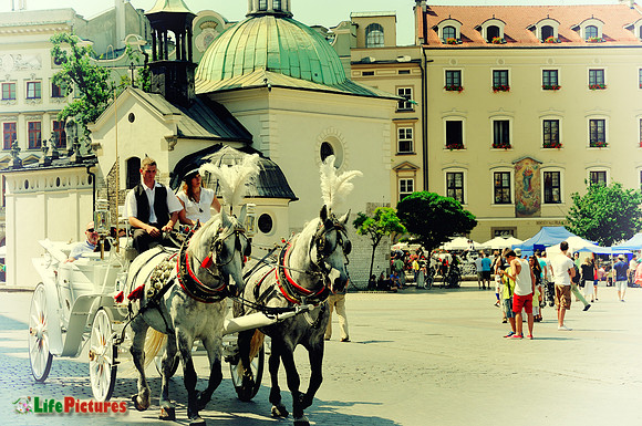 Horses trotting