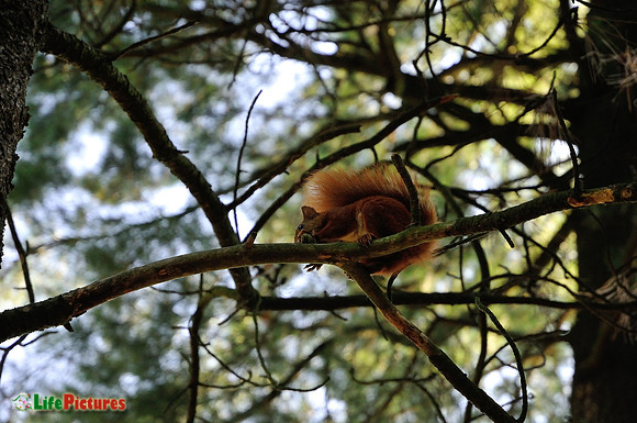 Red squirrel