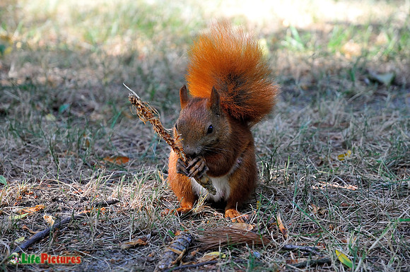 Red squirrel