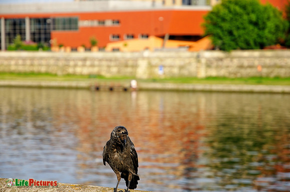 Angry bird