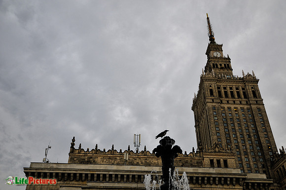 The Palace of Science and Culture and the crow