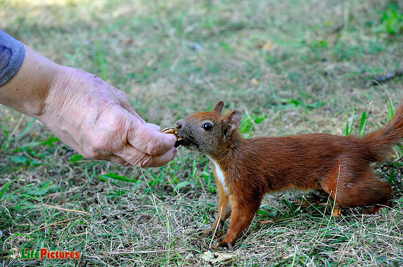 Red squirrel taking a walnut
