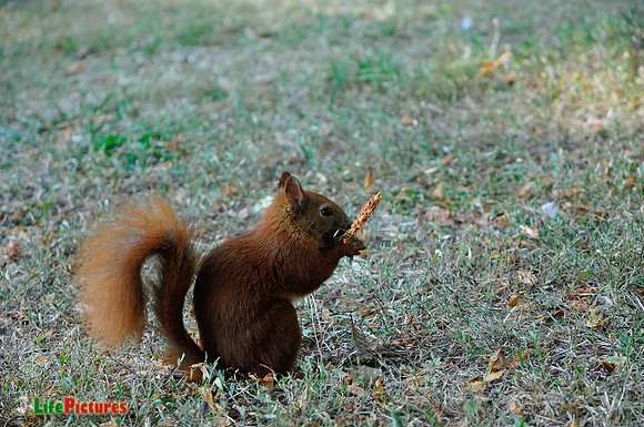 Red squirrel