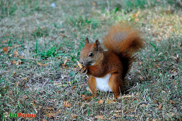 Red squirrel