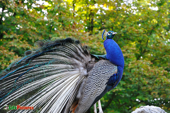 Peafowl at Lazienki Park
