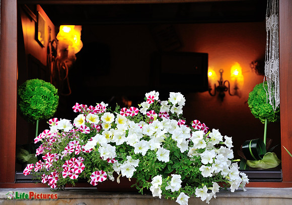 Flowers on the window