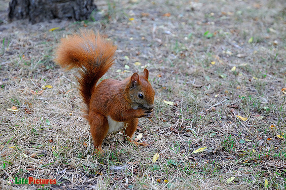 Red squirrel