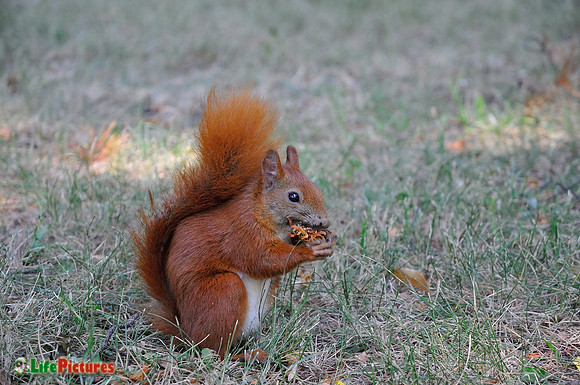Red squirrel