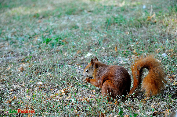 Red squirrel