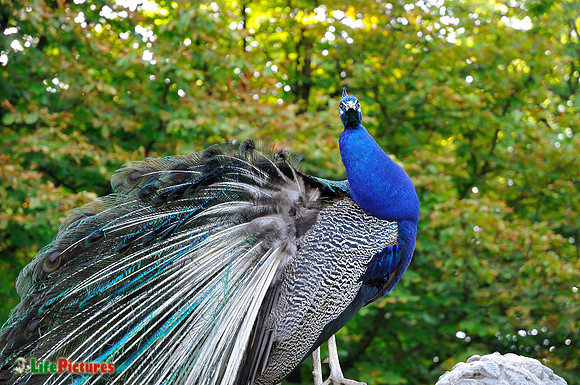 Peafowl at Lazienki Park