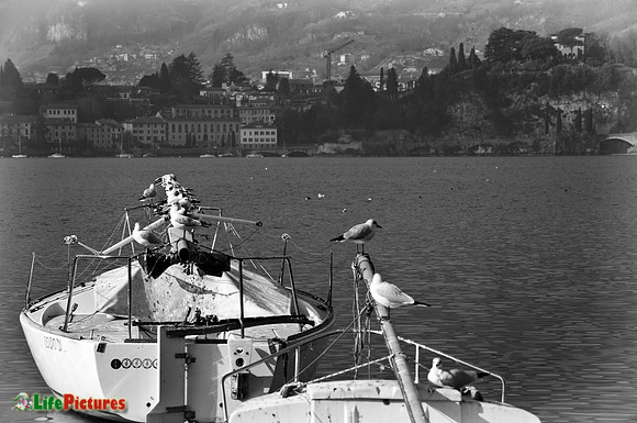Lecco