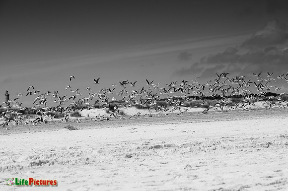 Seagulls in Grenen