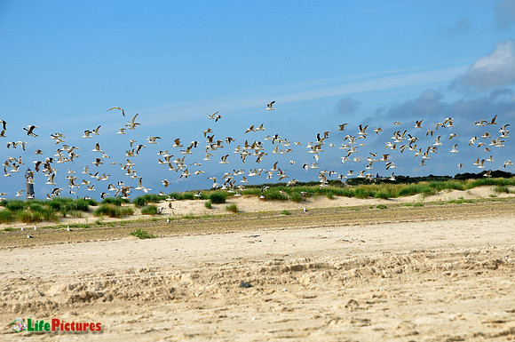 Seagulls in Grenen